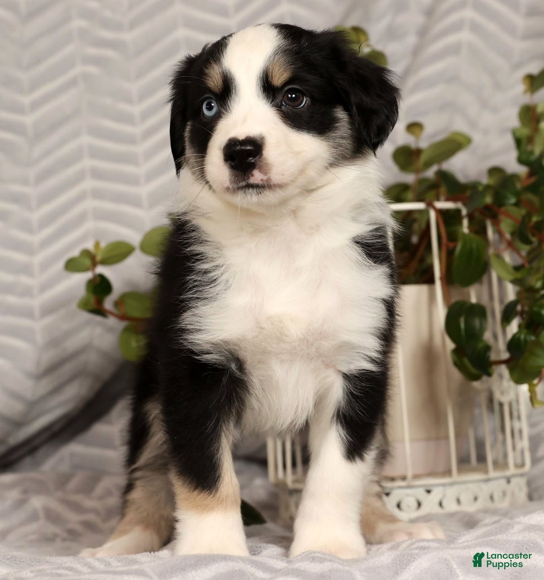 Miniature Australian Shepherd dogs for sale: Jenny - Ad 6