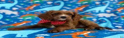 Cavapoo dogs for sale: Pongo - Ad 3