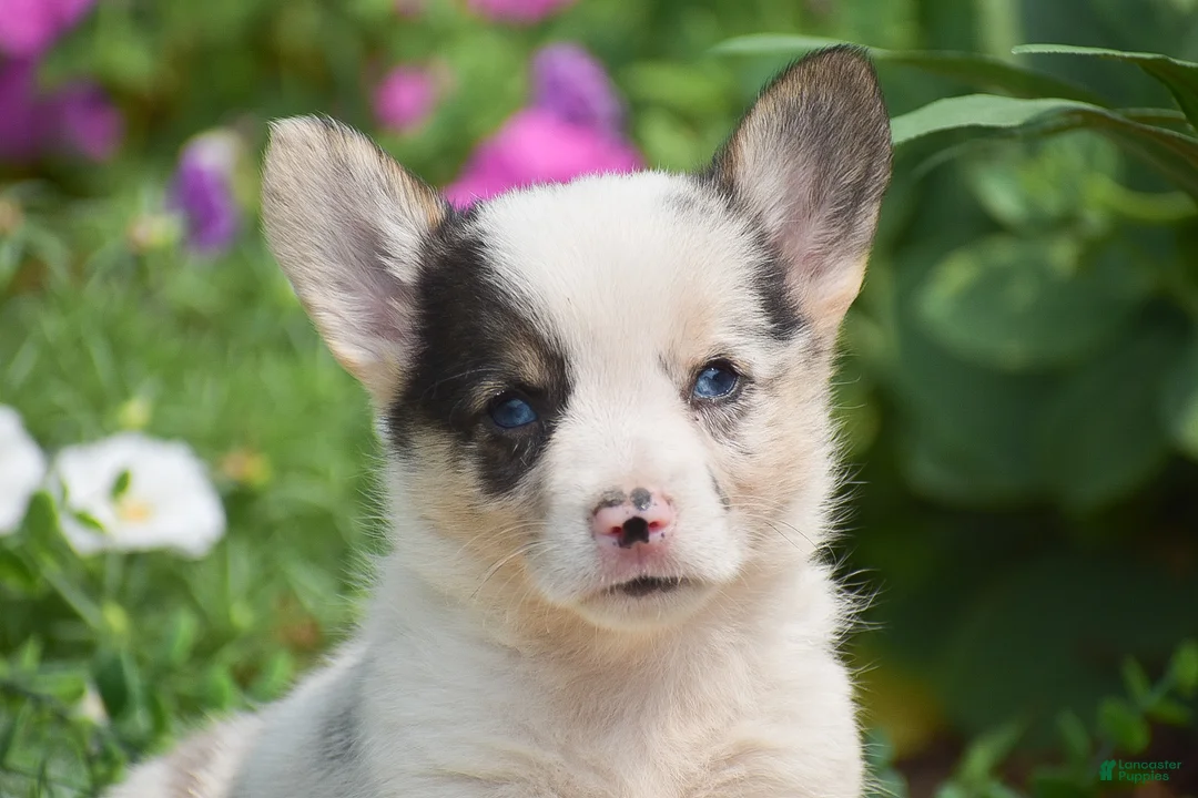 Welsh Corgi Pembroke dogs for sale: Calypso - Ad 2