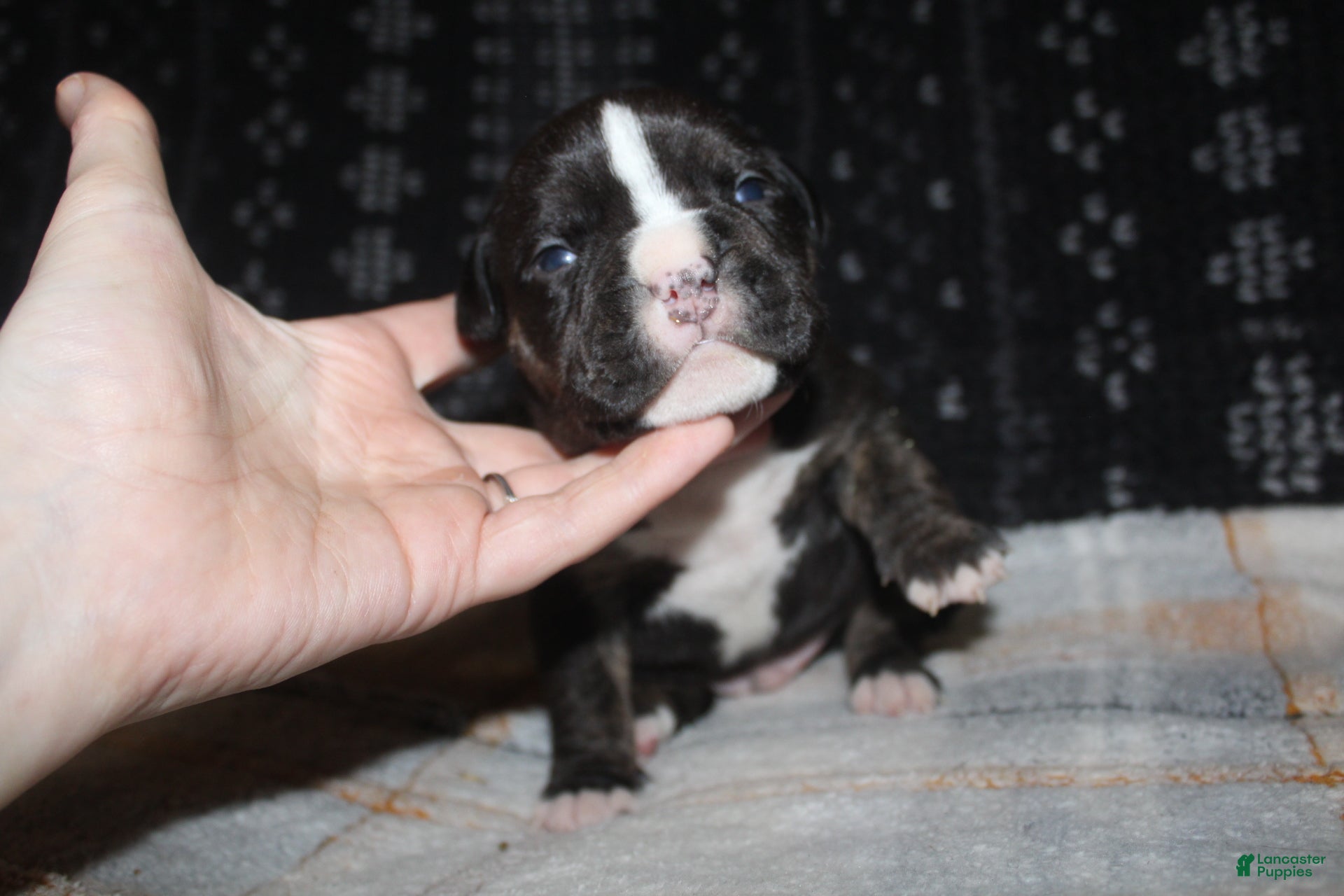 American Bully dogs Spunk - Ad 29