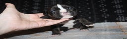 American Bully dogs for sale: Spunk - Ad 1