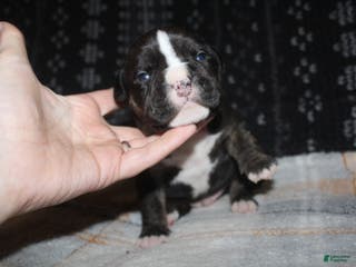 American Bully dogs Spunk - Ad 29