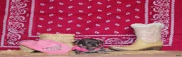 Chihuahua dogs for sale: Zazu - Ad 6