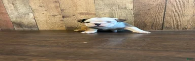 English Bulldog Puppy 2