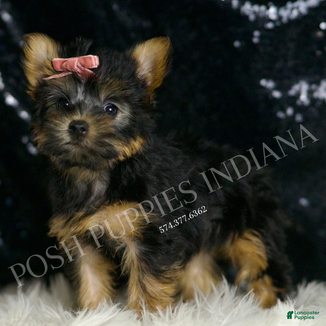 Yorkshire Terrier dogs for sale: Minnie AKC FEMALE - Ad 4