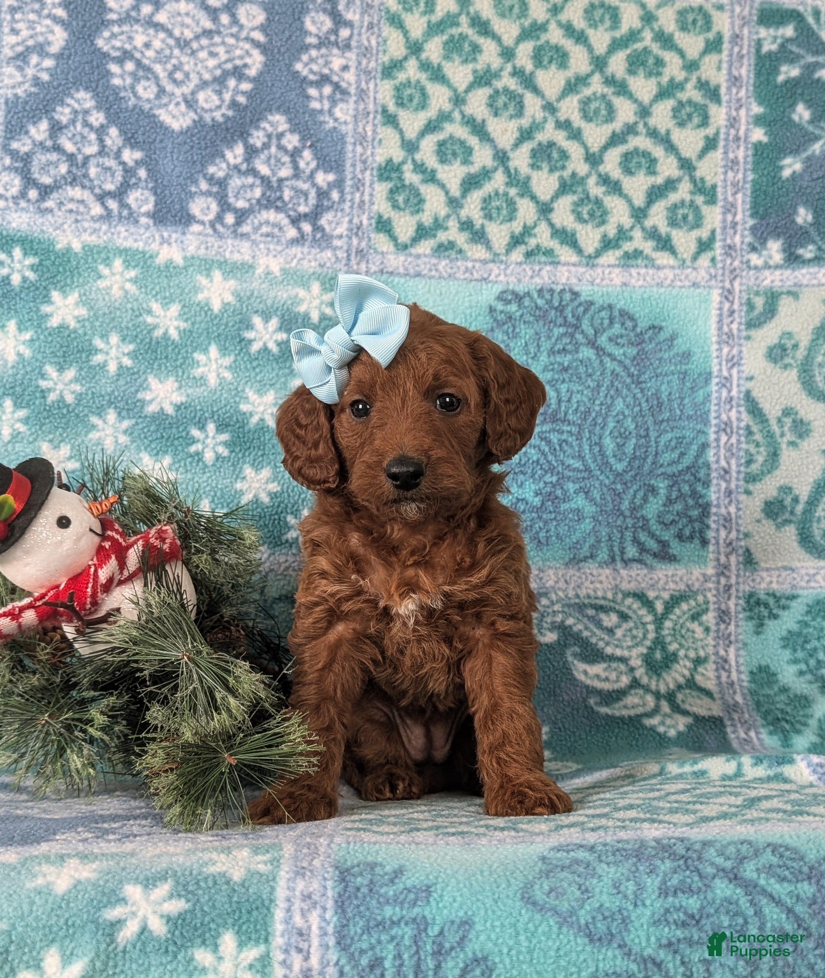 Mixed Breed dogs Charlee Hypoallergenic - Ad 36