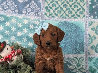 Mixed Breed dogs Charlee Hypoallergenic - Ad 25