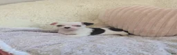 Chihuahua dogs for sale: Panda - Ad 3