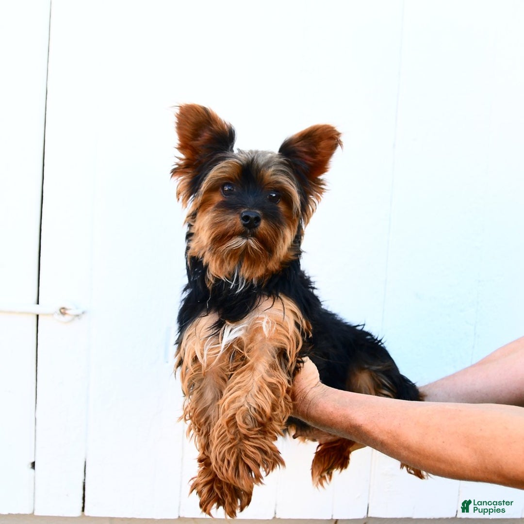 Yorkshire Terrier dogs for sale: Pumpkin TEACUP - Ad 7