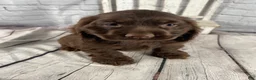 Cocker Spaniel dogs for sale: Copper - Ad 10