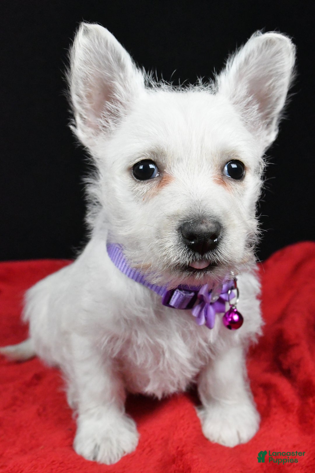 West Highland Terrier dogs for sale: Emmy - Ad 6