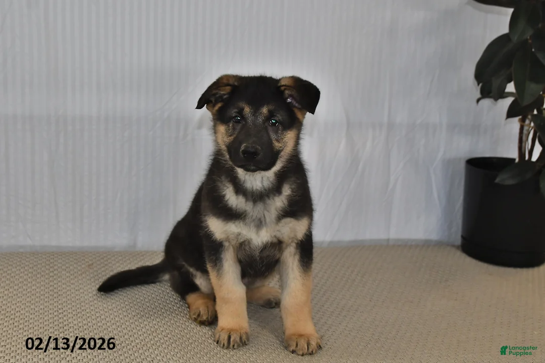 German Shepherd dogs for sale: Cody - Ad 1