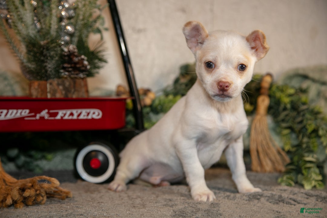Chihuahua dogs for sale: Snowflake - Ad 1