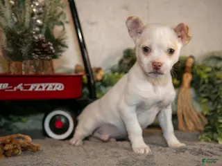 Chihuahua dogs Snowflake - Ad 13