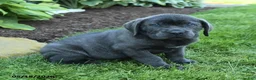 Cane Corso dogs for sale: Kendrick - Ad 3