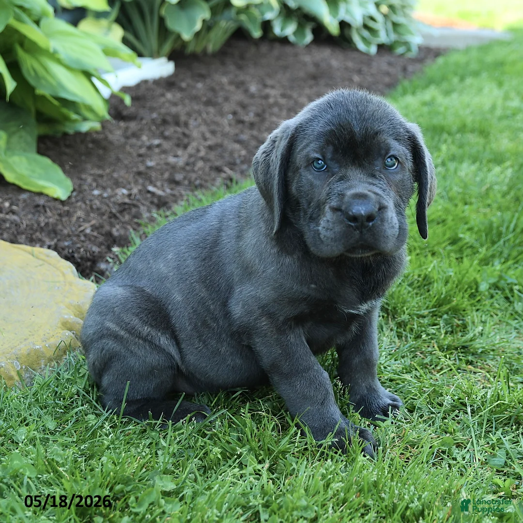 Cane Corso dogs for sale: Kendrick - Ad 3