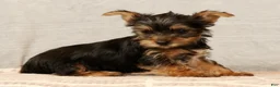 Yorkshire Terrier dogs for sale: Hershey - Ad 3