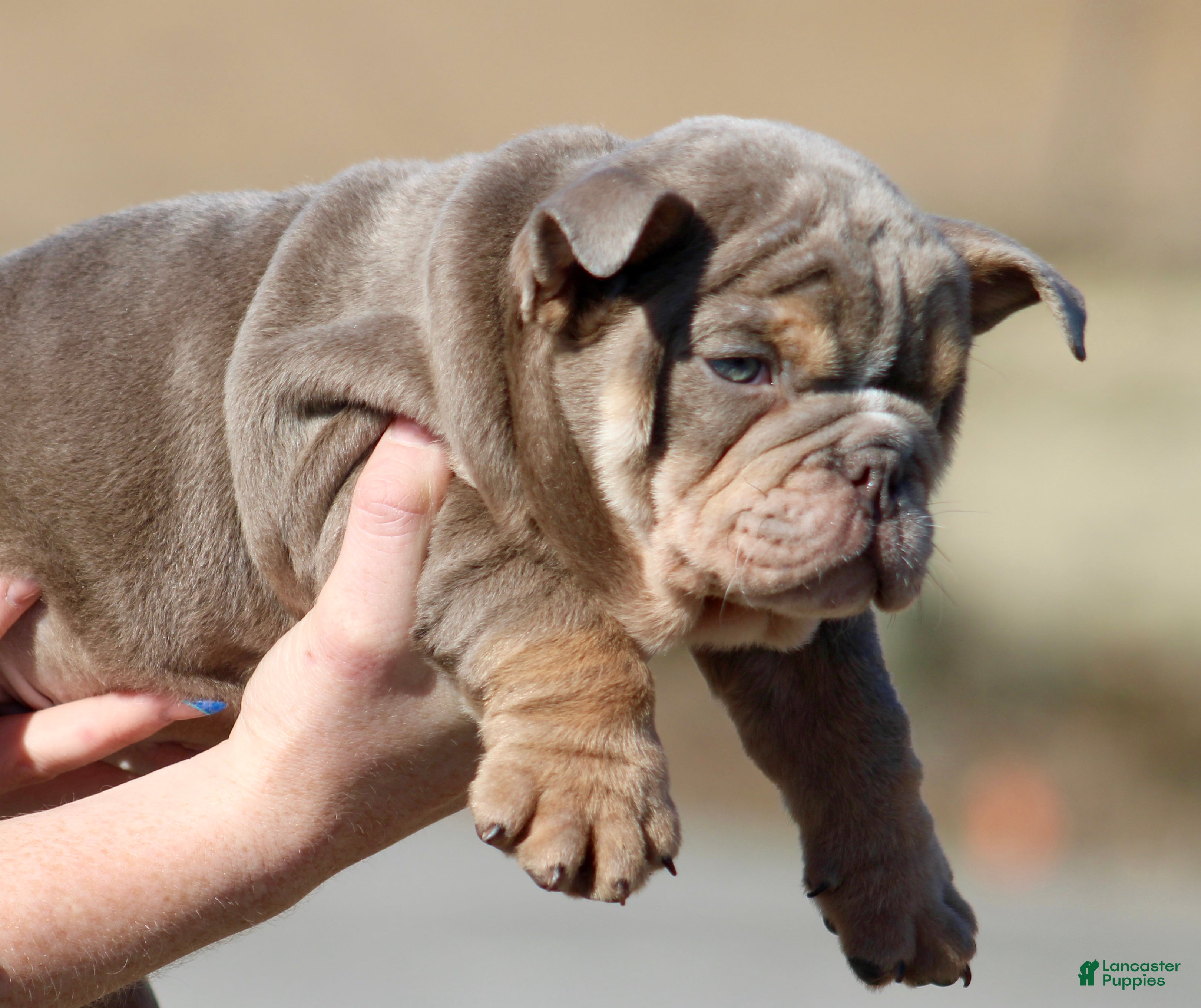 English Bulldog dogs English Bulldog Puppy 1 - Ad 2