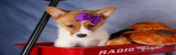 Welsh Corgi Pembroke dogs for sale: Bambi🎀 - Ad 8