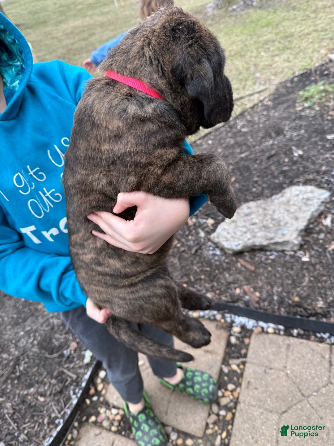 English Mastiff dogs for sale: English Mastiff Puppy “Pink” - Ad 2