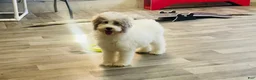 Miniature Poodle dogs for sale: Dimples Miniature Poodle  - Ad 2