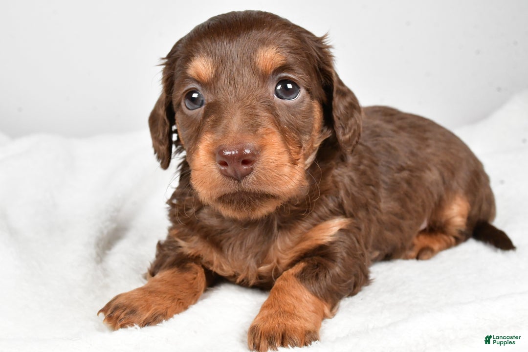 Miniature Dachshund dogs for sale: Callie - Ad 5