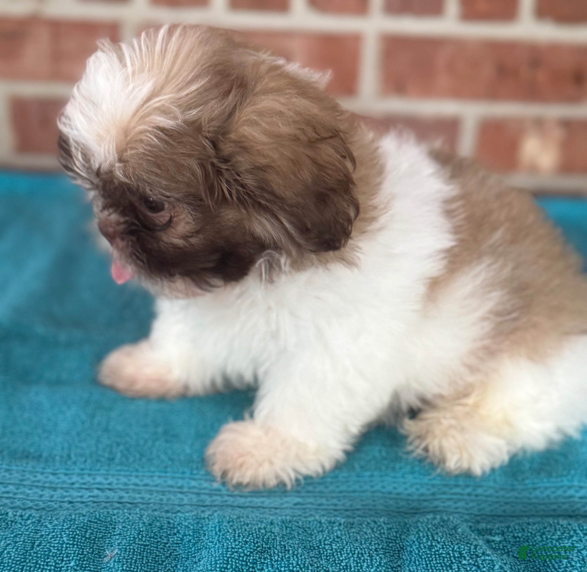 Shih Tzu dogs Shih Tzu 1 - Ad 1