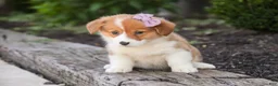 Welsh Corgi Pembroke dogs for sale: Mercy Welsh Corgi Pembroke  - Ad 4