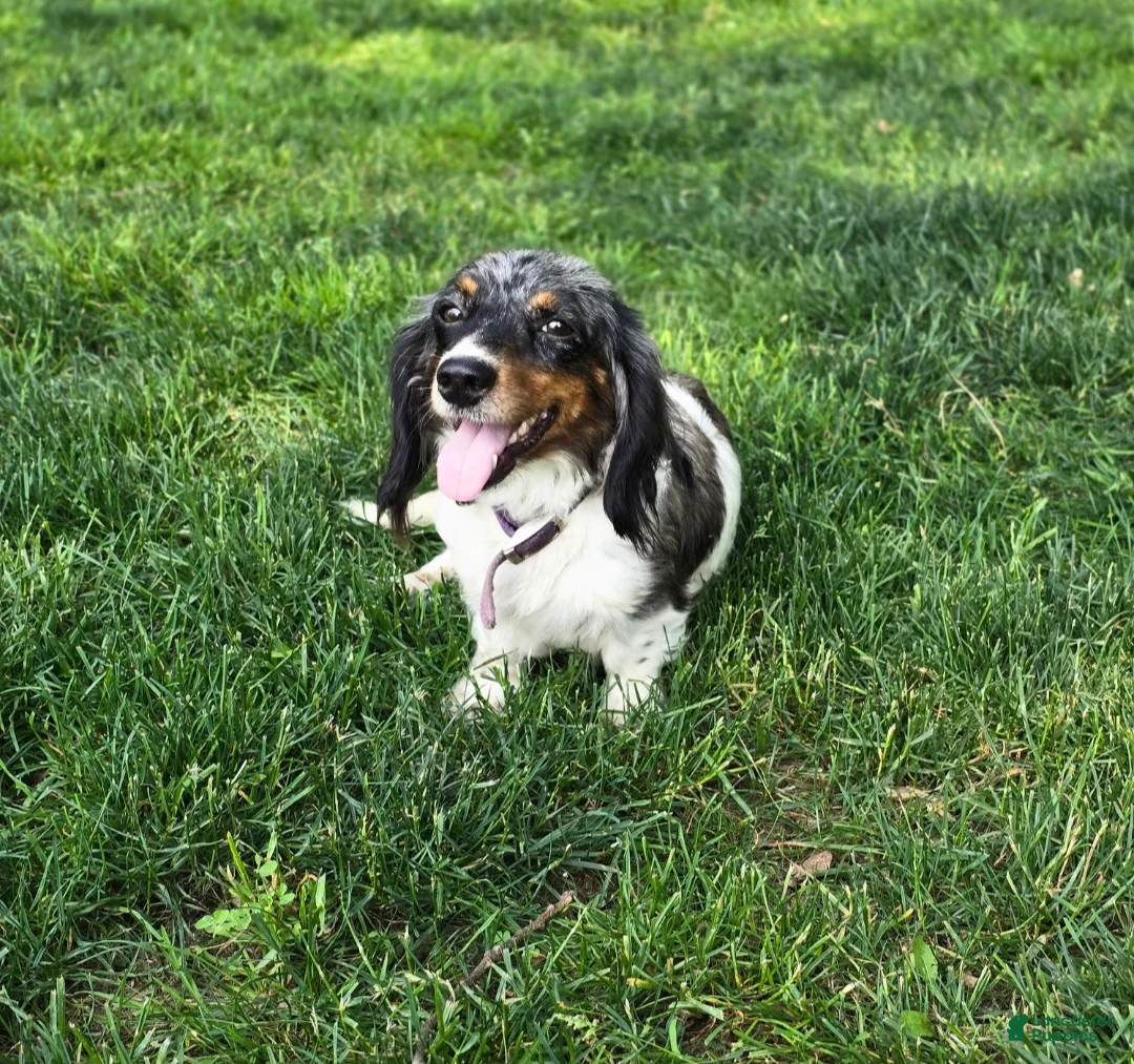 Miniature Dachshund dogs for sale: Miniature Dachshund Puppy 3 - Ad 6