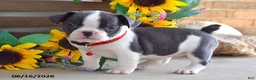 Frug dogs for sale: Jane - Ad 6