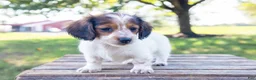 Miniature Dachshund dogs for sale: Miniature Dachshund 5 - Ad 6