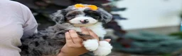 Mini Bernedoodle dogs for sale: 🐾 Percy 🐾 - Ad 7