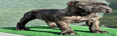 Cane Corso Puppy 2