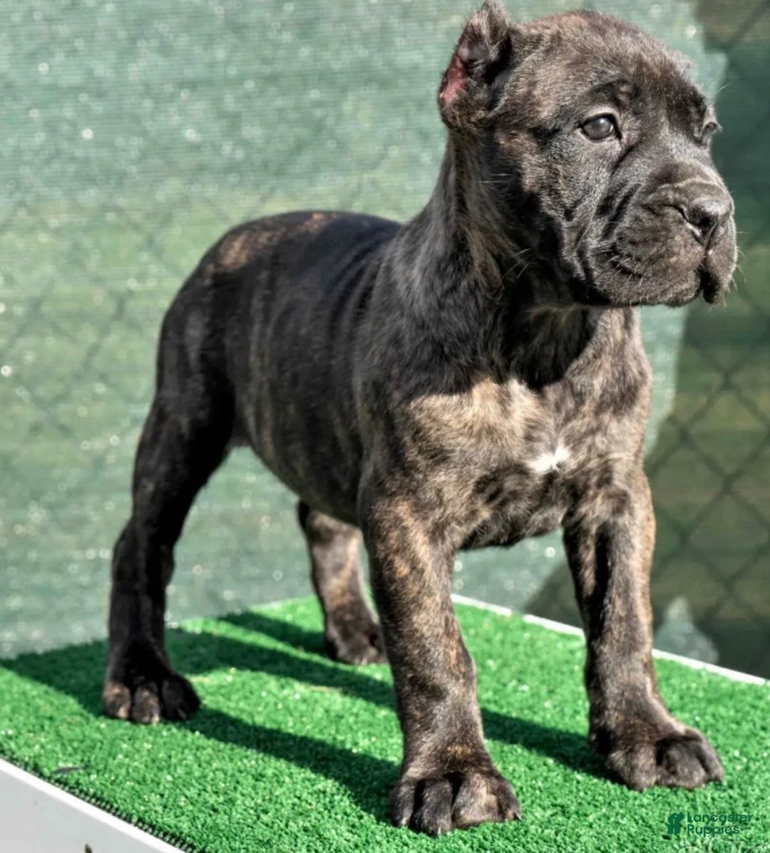 Cane Corso dogs for sale: Cane Corso Puppy 2 - Ad 1