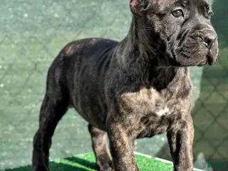 Cane Corso dogs Cane Corso Puppy 2 - Ad 22