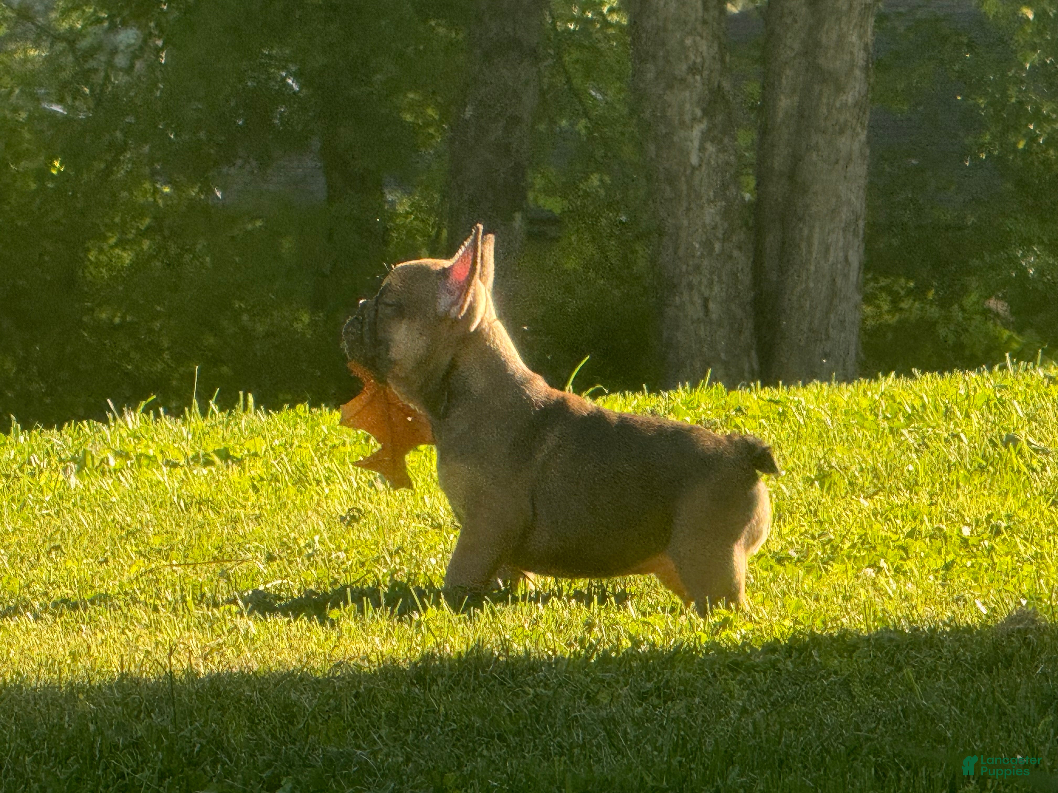 French Bulldog dogs Hershey  - Ad 3