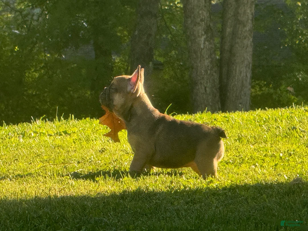French Bulldog dogs for sale: Hershey  - Ad 1