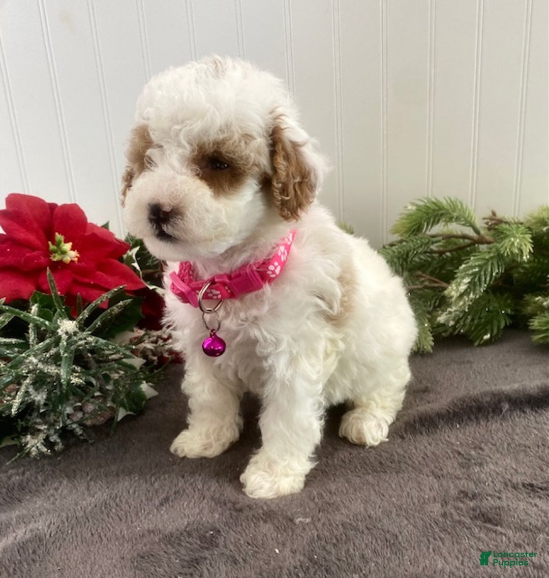 Toy Poodle dogs for sale: Bella - Ad 4