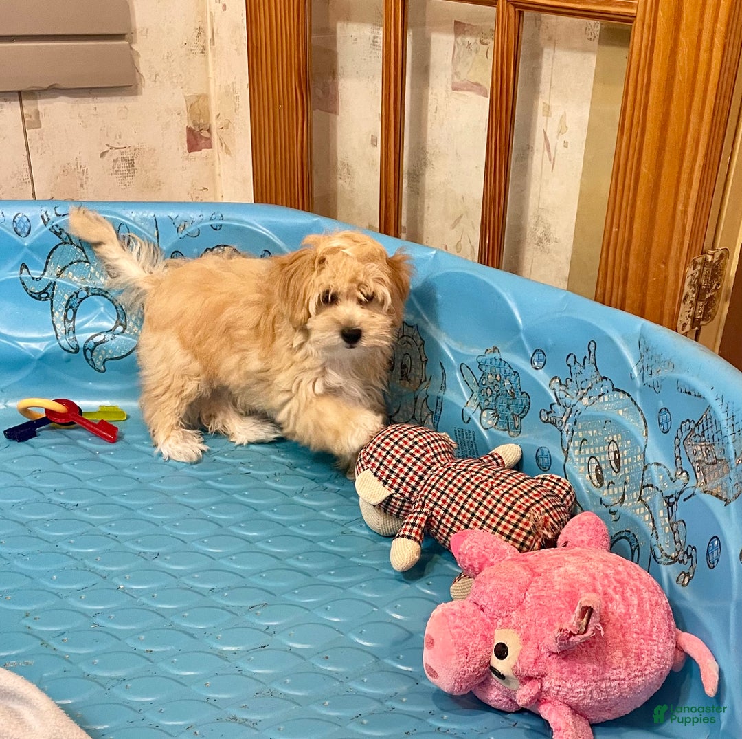 Mixed Breed dogs for sale: Ralph - Ad 6