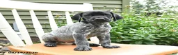 German Shorthaired Pointer dogs for sale: Oliver - Ad 1
