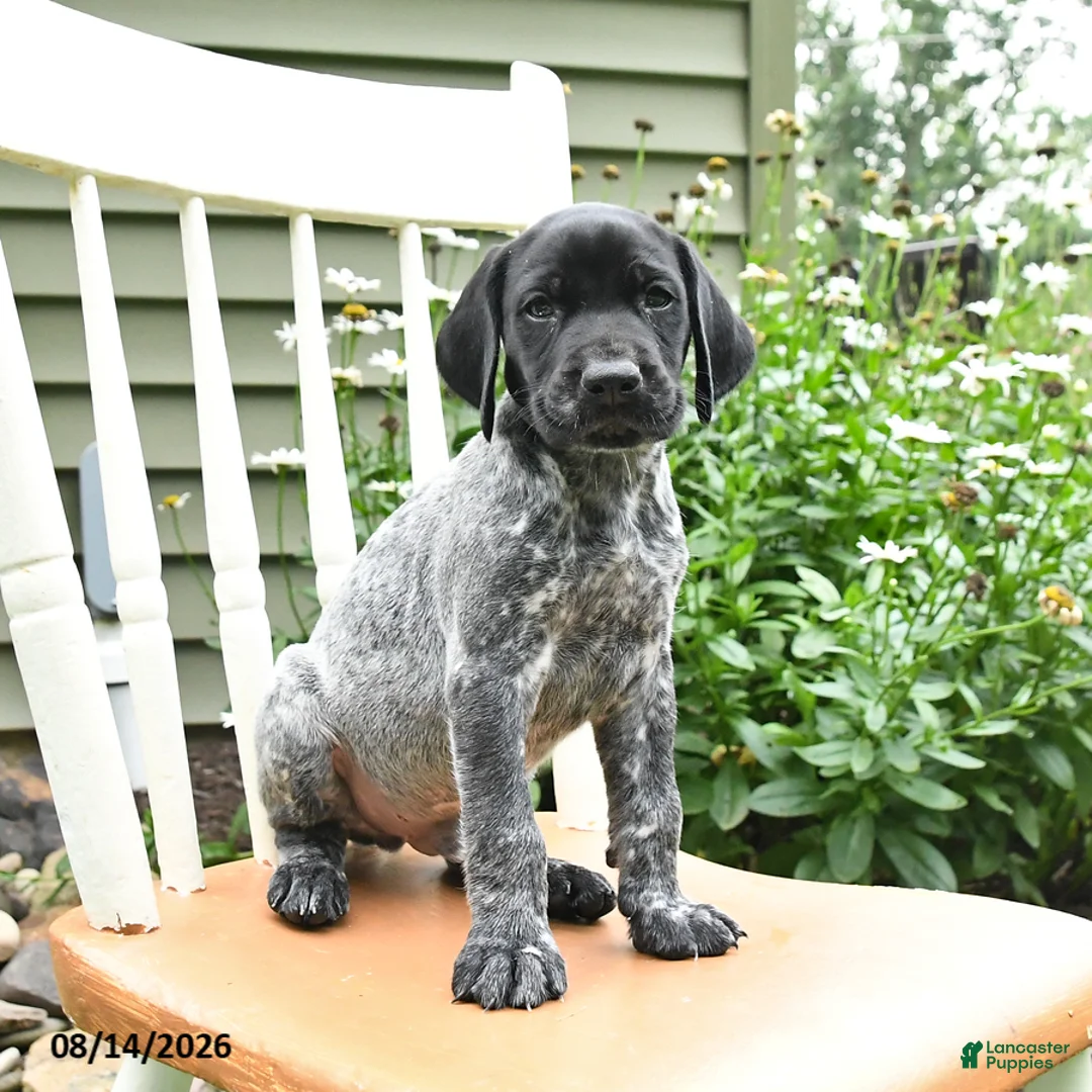 German Shorthaired Pointer dogs for sale: Oliver - Ad 1