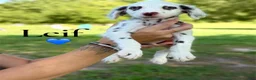 Dalmatian dogs for sale: Leif - Ad 1