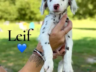 Dalmatian dogs Leif - Ad 4
