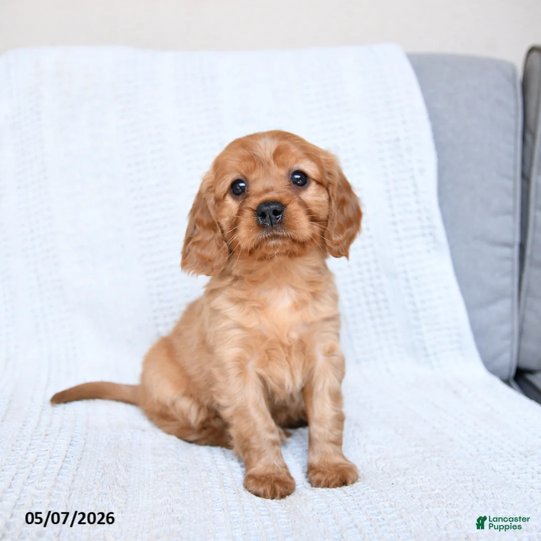 Miniature Golden Retriever dogs for sale: Blaze - Ad 1