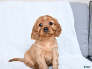 Miniature Golden Retriever dogs for sale: Blaze - Ad 2