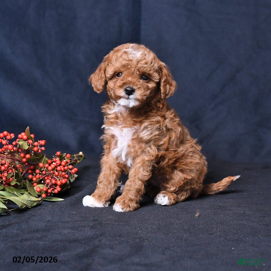 Toy Poodle dogs Rainbow - Ad 11