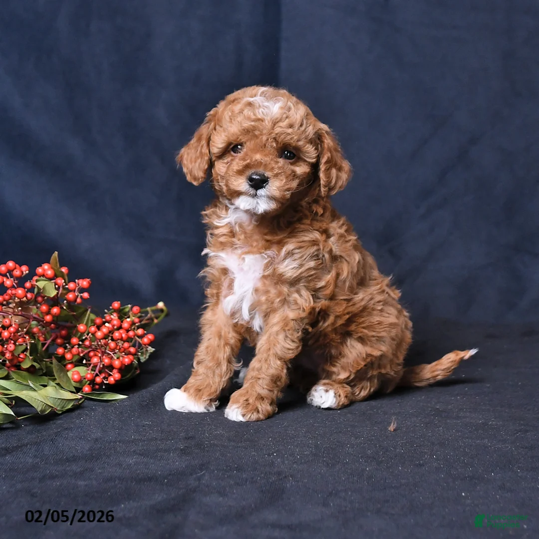 Toy Poodle dogs for sale: Rainbow - Ad 1