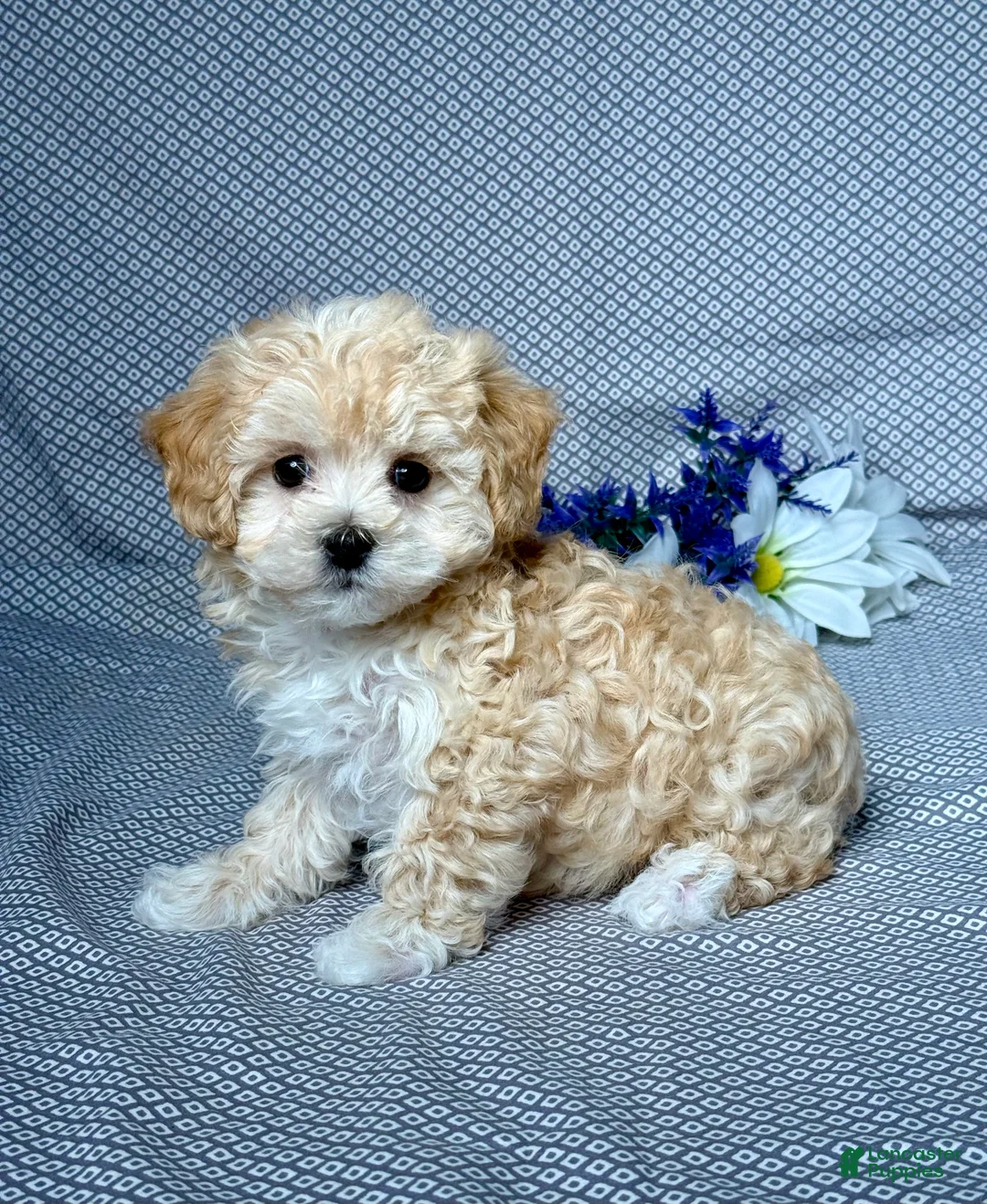 Maltipoo dogs for sale: Dylan - Ad 2