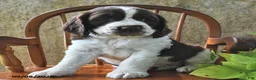English Springer Spaniel dogs for sale: Waffle - Ad 3