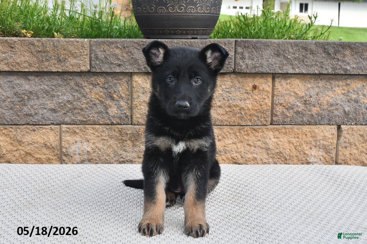 German Shepherd dogs Roxannie - Ad 2
